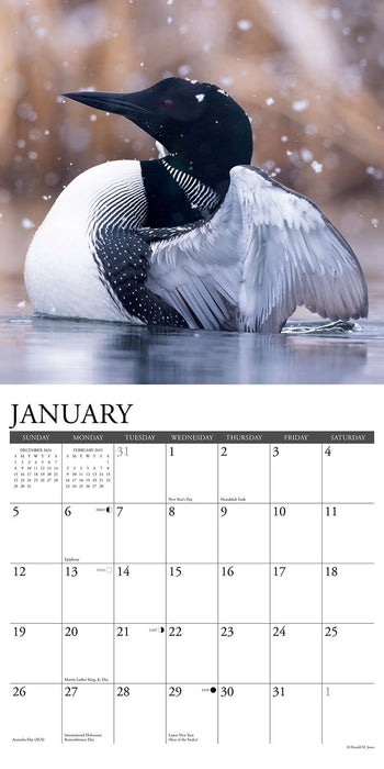 2025 Loons Wall Calendar 12 IN