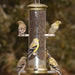 Quick Clean Thistle Tube Bird Feeder Antique Brass 12.5 IN