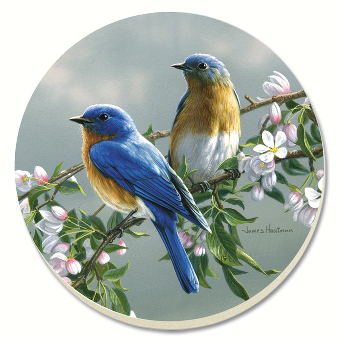 Beautiful Songbirds Bluebirds Coasters Set of 4 