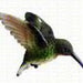 Ruby Throated Hummingbird Window Magnet 3 Dimensional