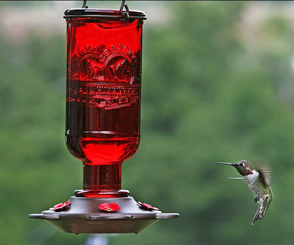 13 OZ Red Elixir Glass Hummingbird Feeder
