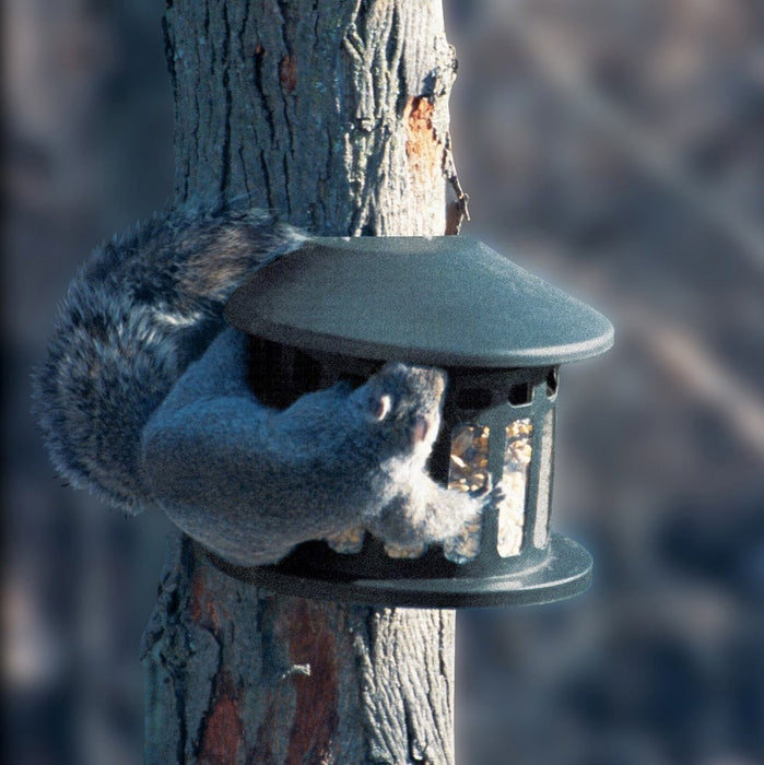 7.75 IN x 10 IN x 8 IN Metal Squirrel Diner 2 Feeder