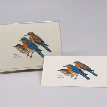 Eastern Bluebird Notecards Pack of 8
