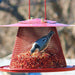 Red Cardinal Feeder 6 IN x 11.5 IN x 11.5 IN