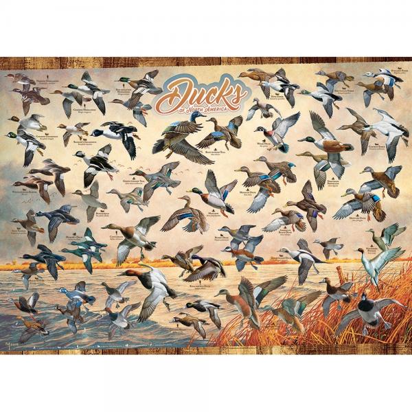 1000 Piece Cobble Hill Ducks of North America Puzzle