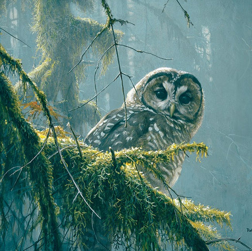 500 Piece Spotted Owl Mossy Branches Puzzle