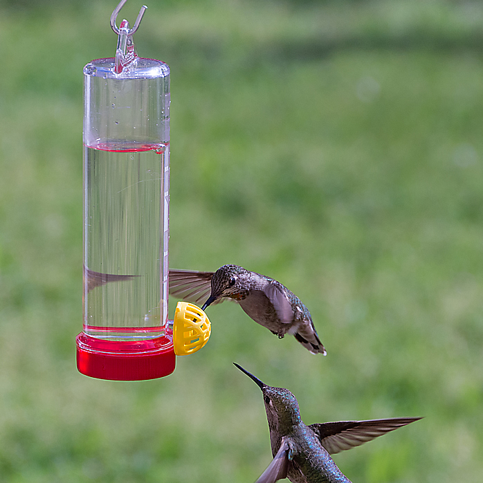 hummingbird hanging planter Perky-Pet Hummingbird Planter Feeder
