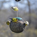Green Hanging Seed Sphere Metal Mesh Bird Feeder 3.5 LB Capacity 13 IN x 5.5 IN