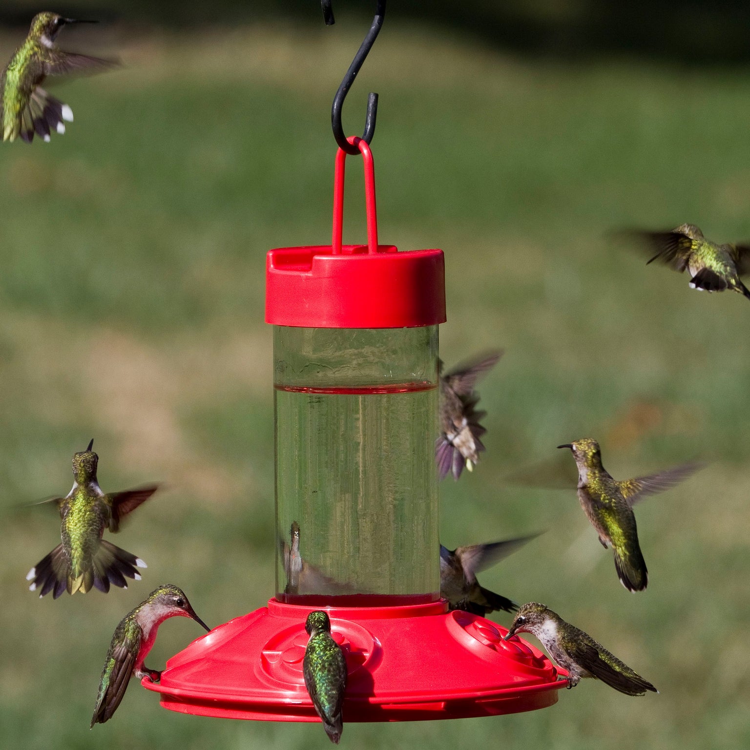 Hummingbird Feeders — Birdertown