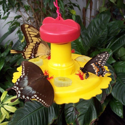 Butterfly Feeder 6 OZ