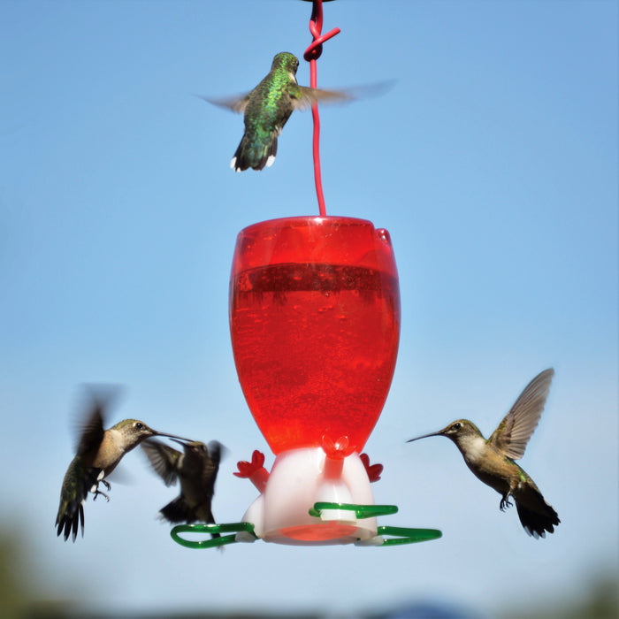 4.5 IN x 4.5 IN x 6.25 IN Big Red Hanging Hummingbird Feeder with Sugar