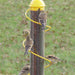 Yellow Thistle Spiral Bird Feeder 17.5 IN