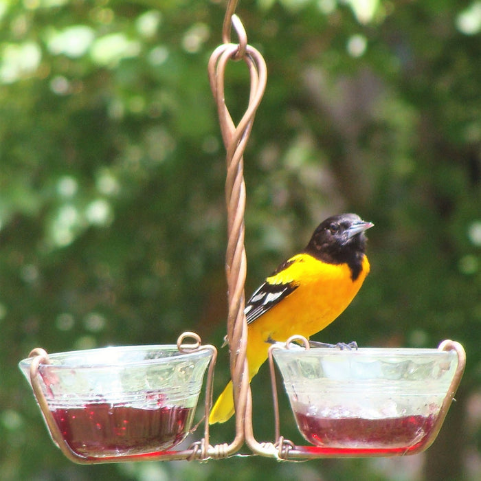 Two Cup Jelly or Mealworm Oriole or Bluebird Feeder