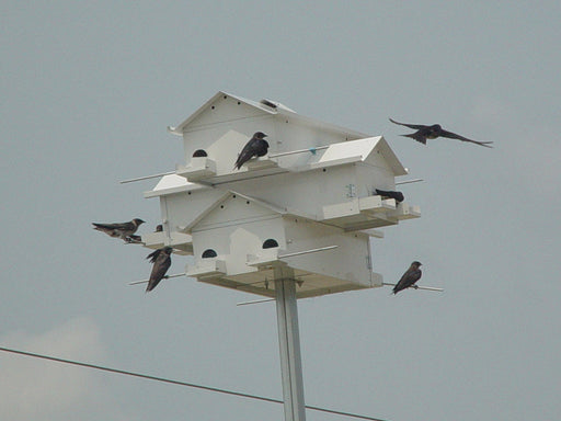 12 Lonestar Crescent Doors Goliad Modular Purple Martin House