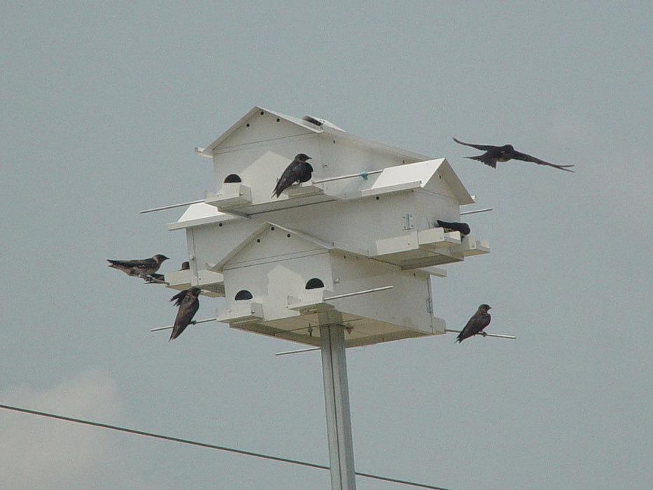 12 Lonestar Crescent Doors Goliad Modular Purple Martin House