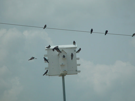 14 Lonestar Starling Resistant Crescent Doors Alamo Purple Martin House