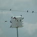 14 Lonestar Starling Resistant Crescent Doors Alamo Purple Martin House