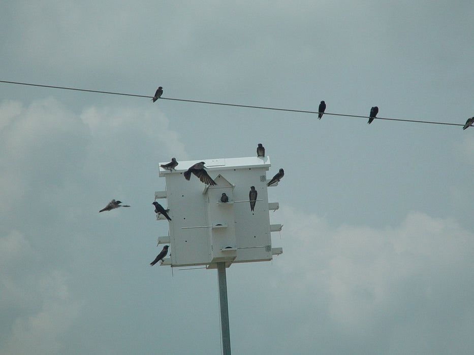 14 Lonestar Starling Resistant Crescent Doors Alamo Purple Martin House