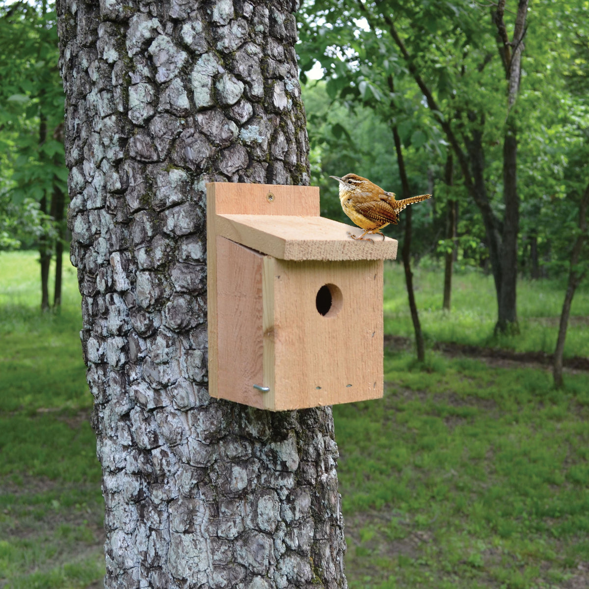 Red Cedar Wren Bird House — Birdertown