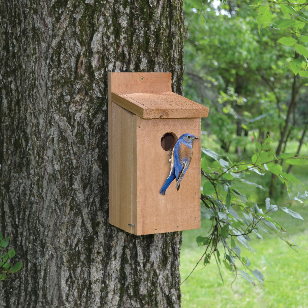 Bird Houses For Sale 